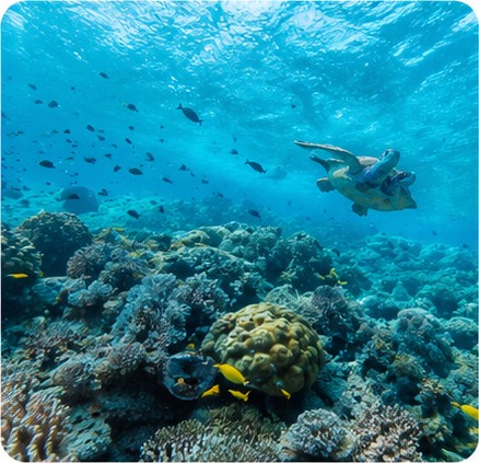 Snorkelling over coral reef at Malindi Marine National Park