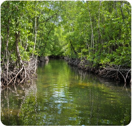 Mangrove creek at Mida Creek near Watamu